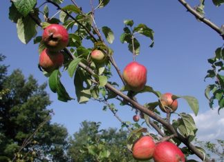 Melo nano 1130 0 Melo nano